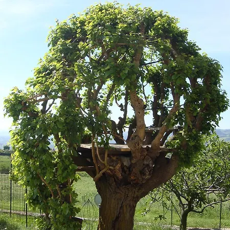 Alla Valle Del Falco Farm stay *
